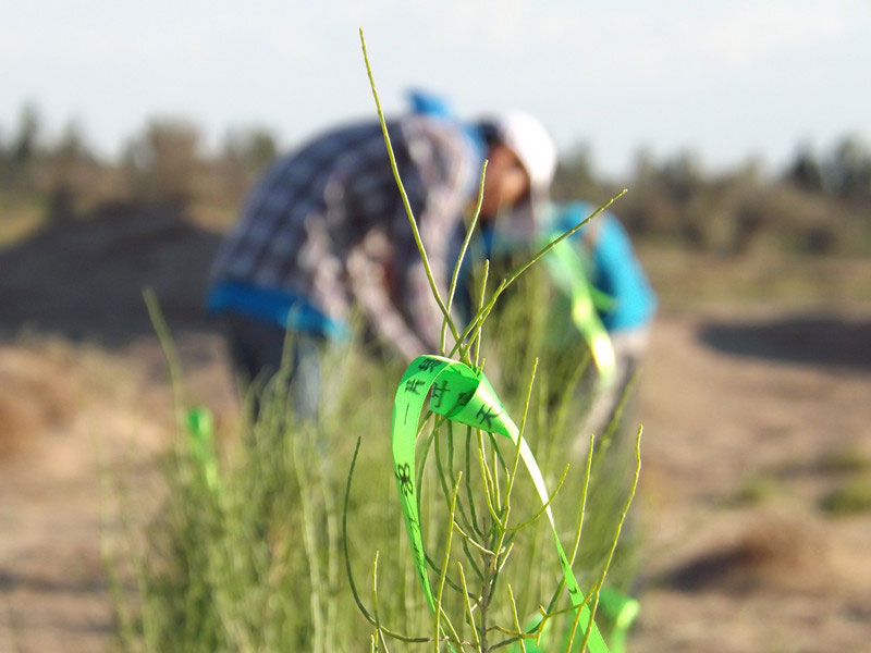 7��14����������ҁ�(l��i)�������֌���ٛ(z��ng)�ߵľG�z��ϵ�������ϡ�����ͽz�����(y��ng)�����ҫ���W���Gɫ�Ĺ�â��