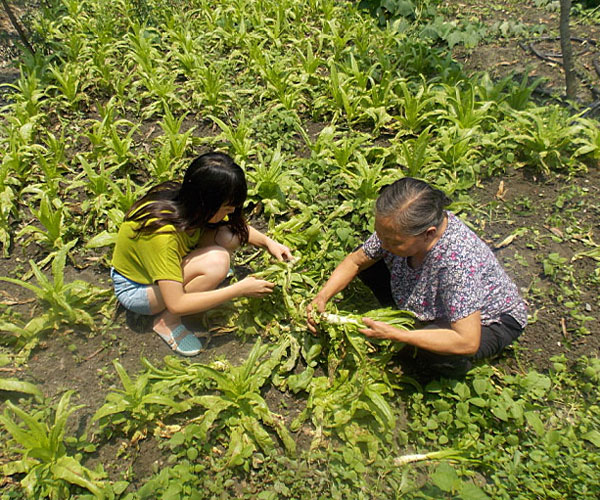 ��������æ�_�y��ժ�Ĳ˲��ϸ���ժ��Ч�ʵͣ���(j��ng)�^������Ϥ��ָ�����ܿ�꠆T���M���ˠ�B(t��i)��