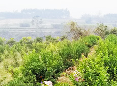 �������ܵ��l(xi��ng)�����ǰ���ӷ��s����������ؚ�F����С����ͨ�^���������(y��u)���Ľ�(j��ng)����������׃��ؚ�F��ò������̽۴��S�գ���ɵ��r(n��ng)��@�����S������롭