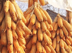 �Ŵ����ڣ���֮����