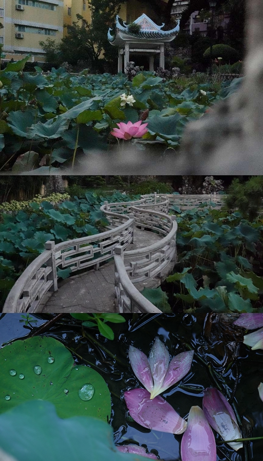 盧廉若公園。人民網(wǎng) 唐佳 攝