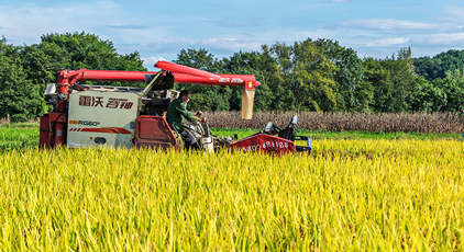 湖南東安：收割中稻